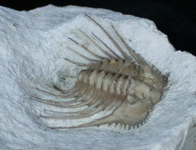 Killer Kettneraspis Trilobite From Oklahoma #3221